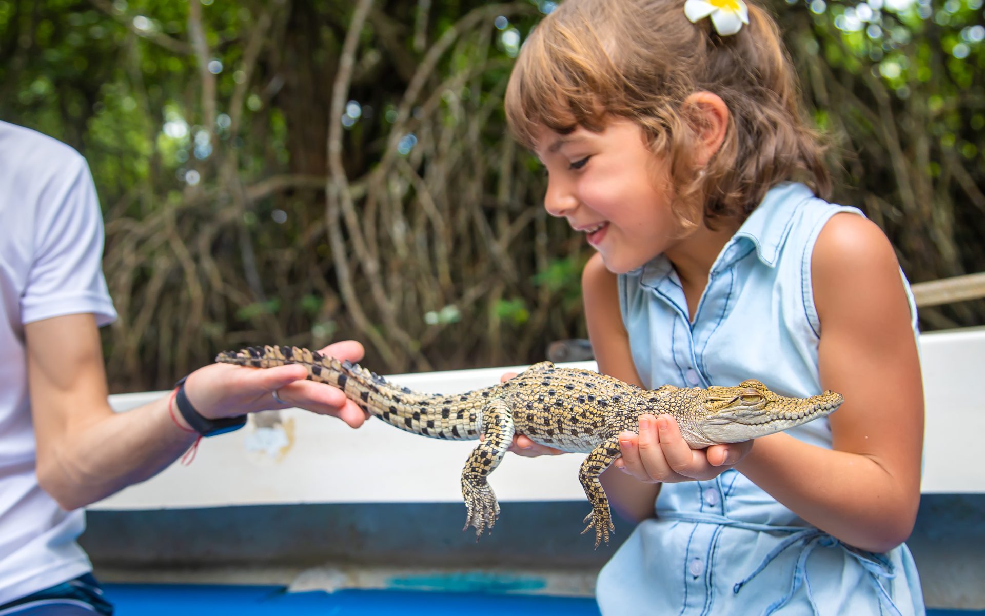 Crocodiles-Port-Stephens